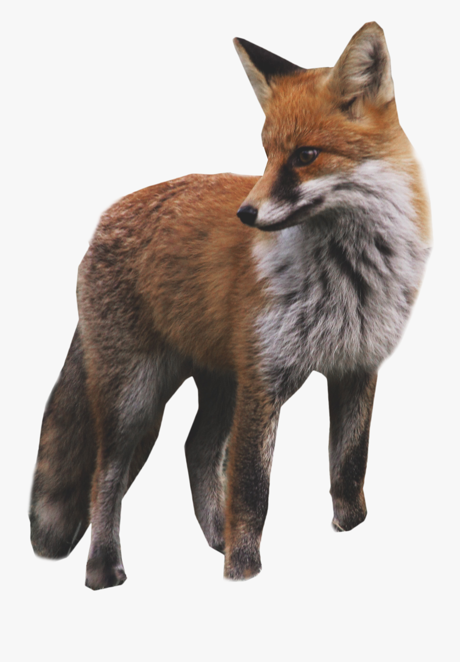 Fox Standing Png Image Purepng Transparent - Decal, Transparent Clipart