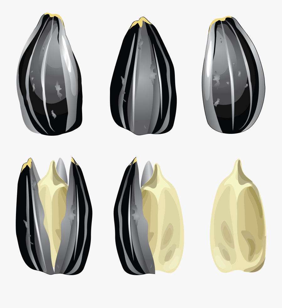 Sunflower Seed Vector Free, Transparent Clipart