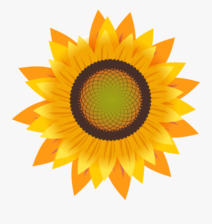 Common Sunflower Drawing Sunflower Seed - Portable Network Graphics, Transparent Clipart