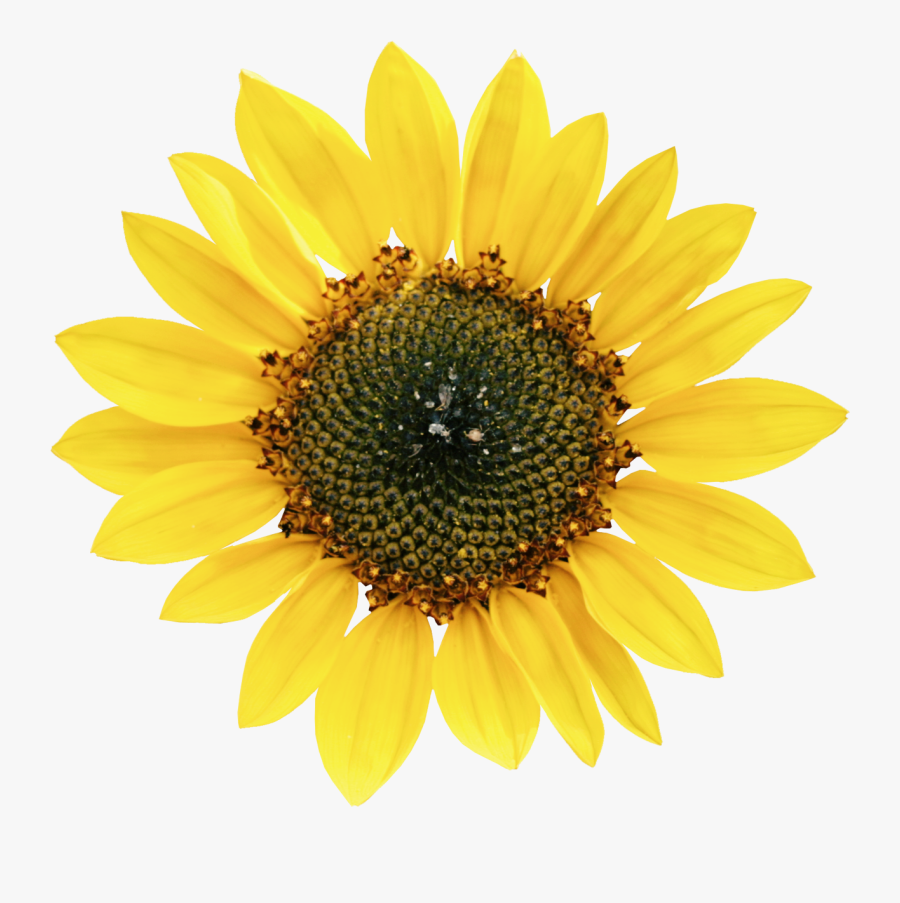 Common Sunflower Petal Sunflower Seed - Types Of Oil Crops, Transparent Clipart