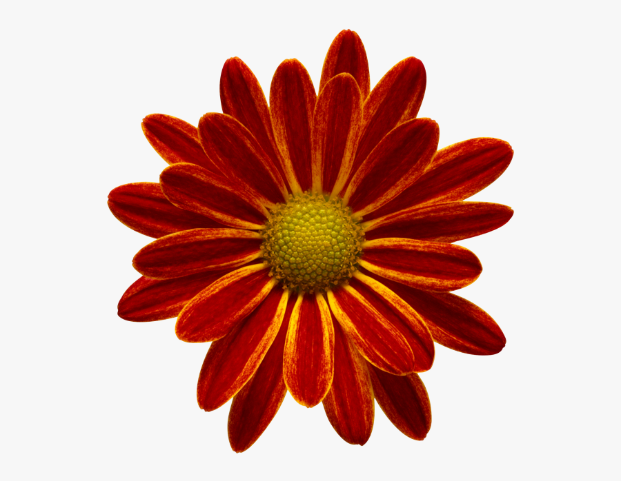 Happy Birthday Akash Bro Clipart , Png Download - You Are A Very Special Woman, Transparent Clipart