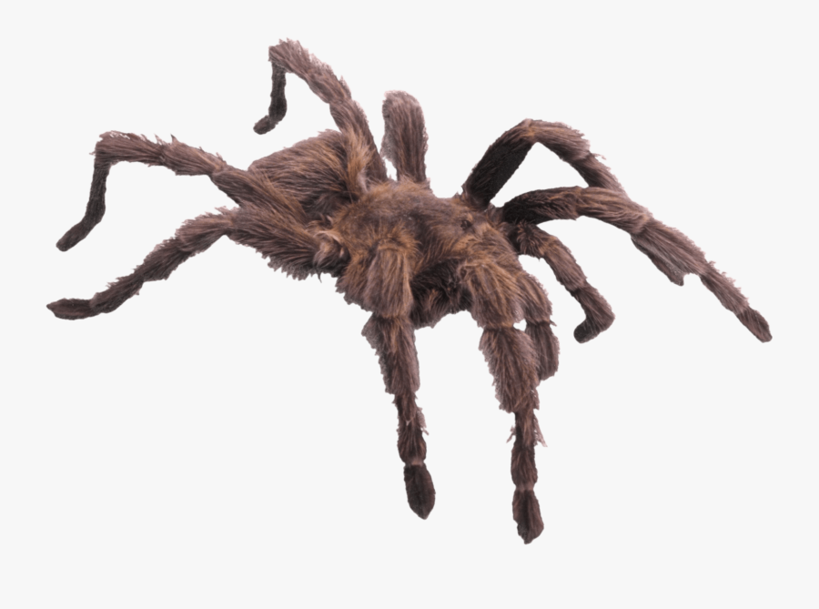 Hairy Brown Spider - Minibeast Has Six Legs, Transparent Clipart