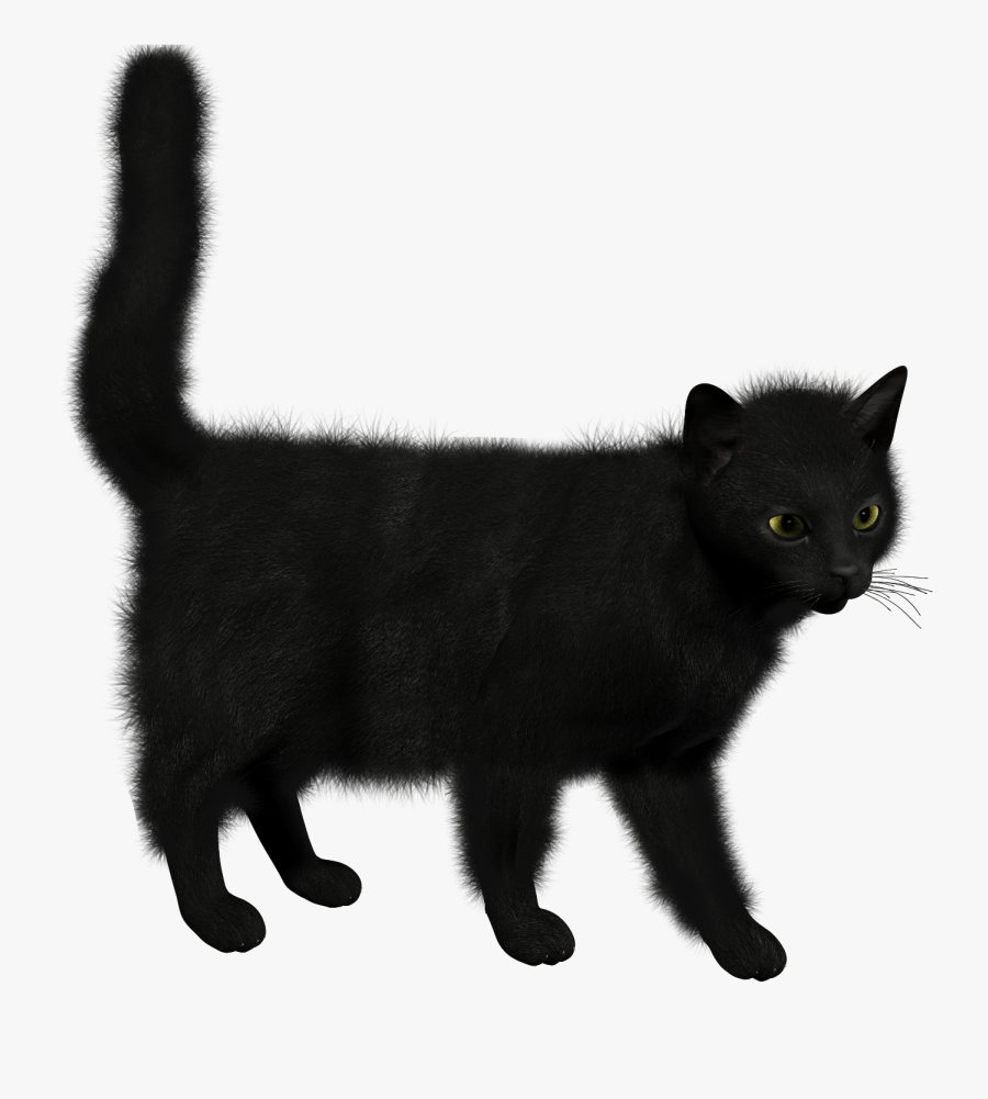 Fluffy Black Cat Png, Transparent Clipart