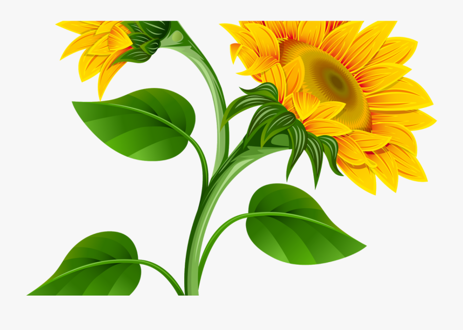 Clipart De Girassol Para Montagens Digitais Cantinho - Sunflower Clipart Png, Transparent Clipart