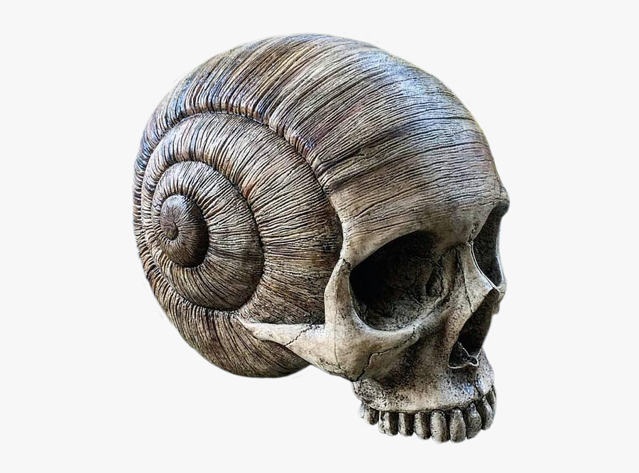 Adult Content Safesearch Skull, Horn, Death, Day Of - Snail Skull, Transparent Clipart