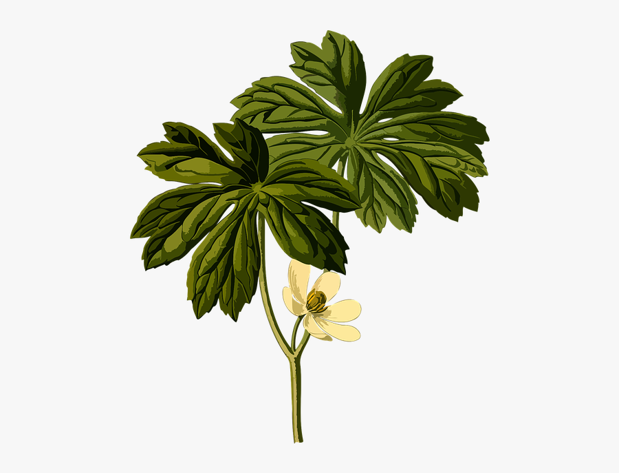 American Mandrake Branch Flower - Podophyllum Peltatum, Transparent Clipart