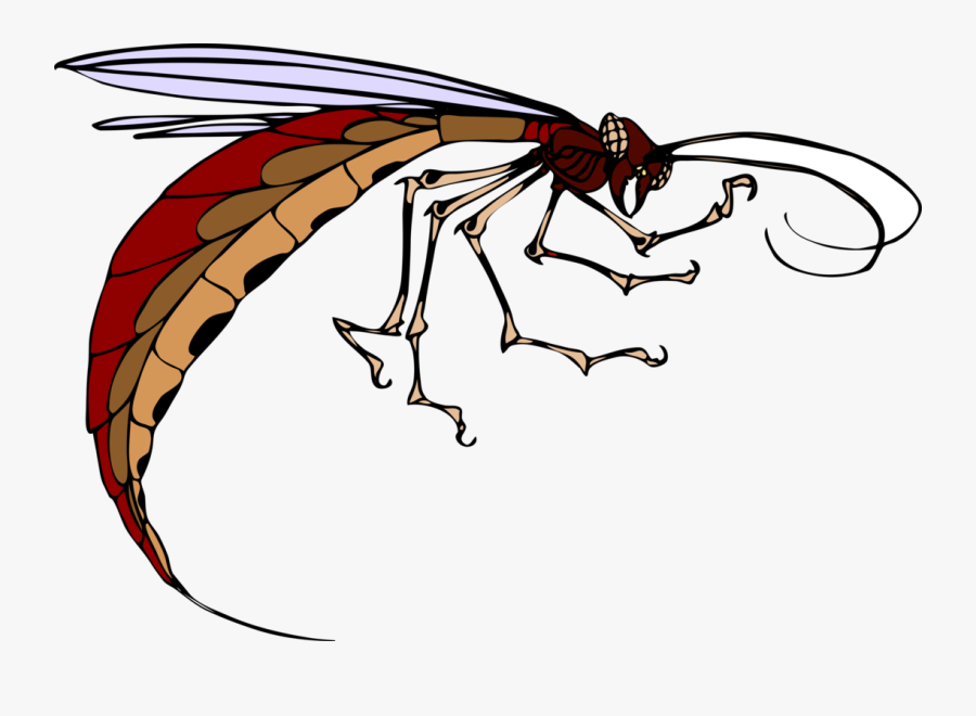 Fly,leaf,line Art - Insect Clip Art, Transparent Clipart