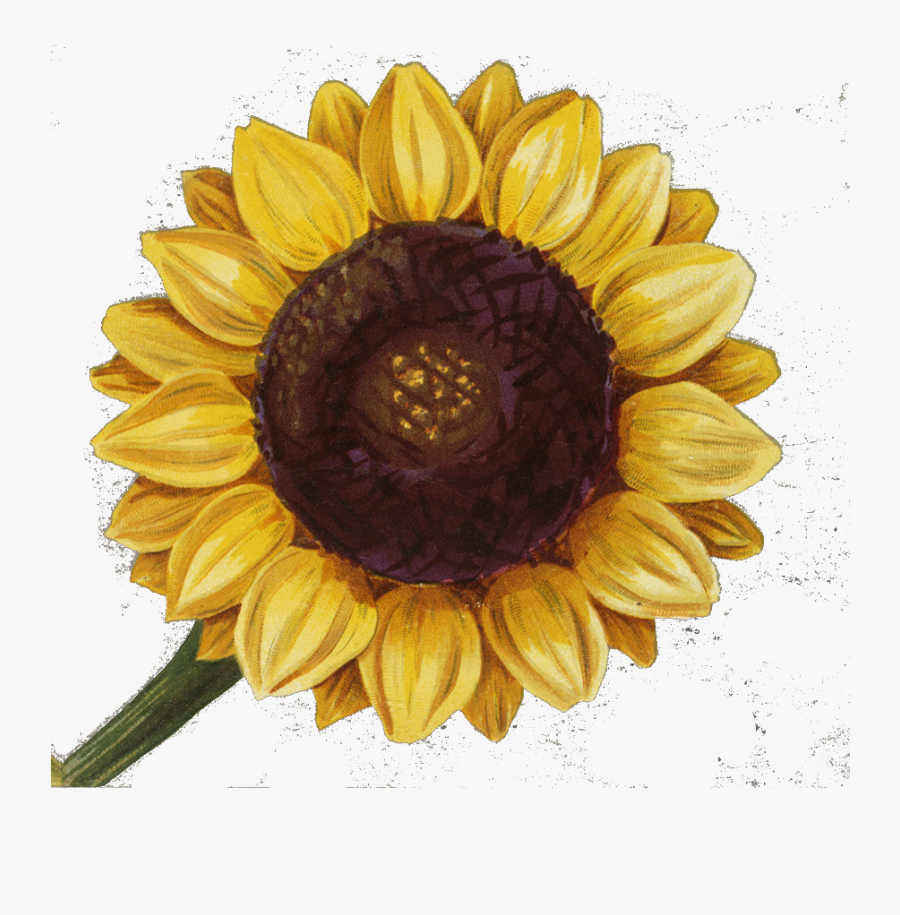 Chaveiro Girassol, Transparent Clipart