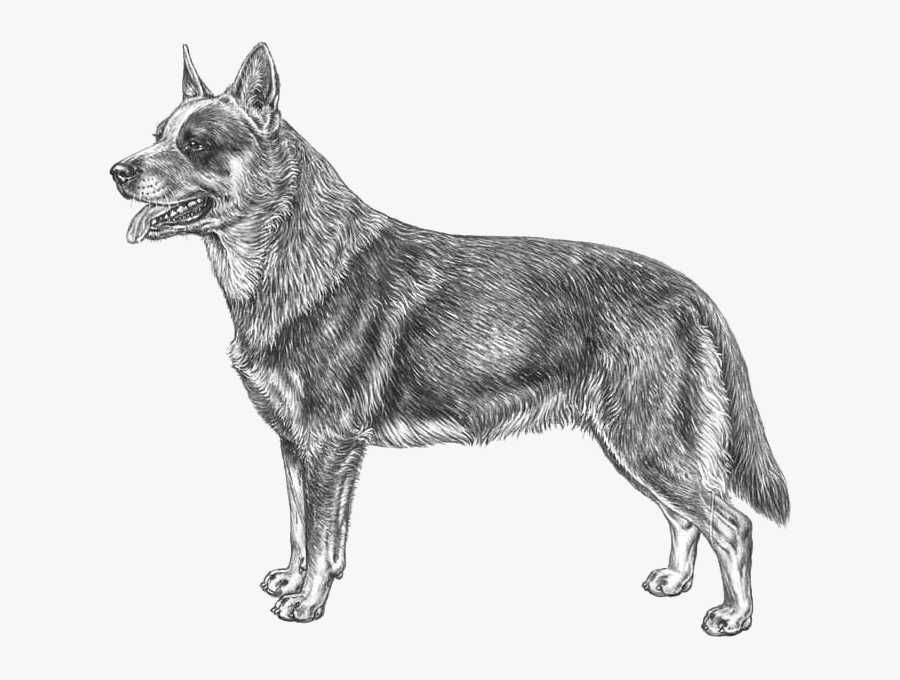 Drawing Outline Australian Cattle Dog, Transparent Clipart