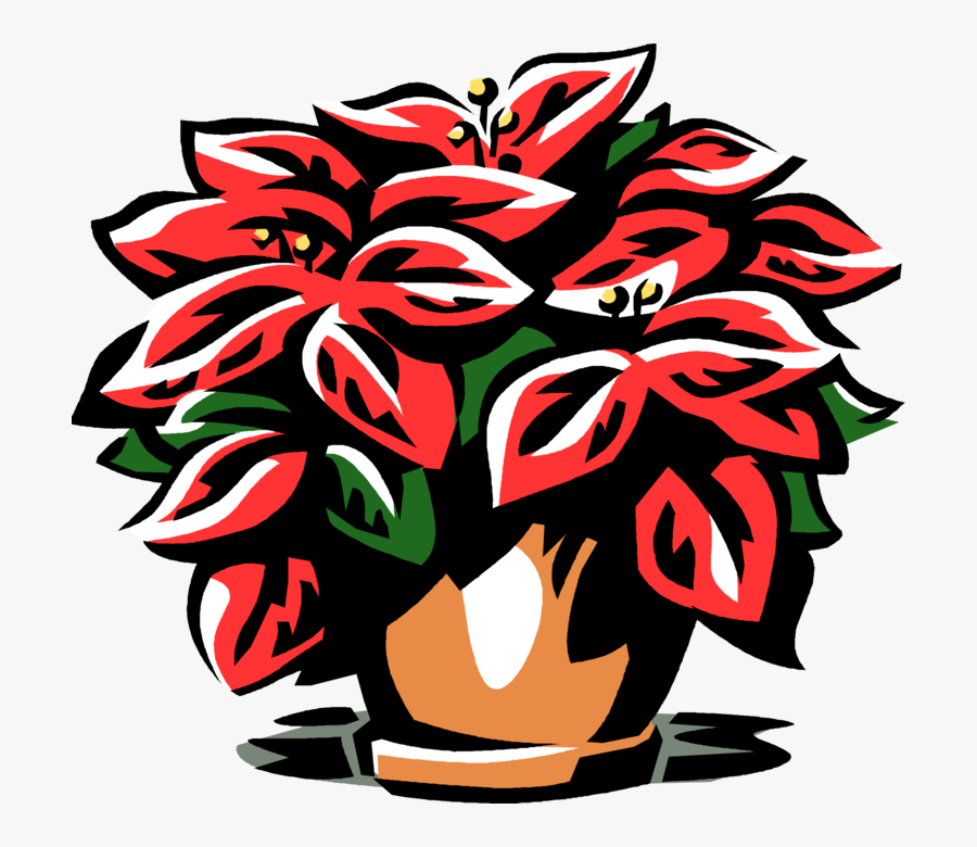 Vector Illustration Of Poinsettia Traditional Christmas, Transparent Clipart