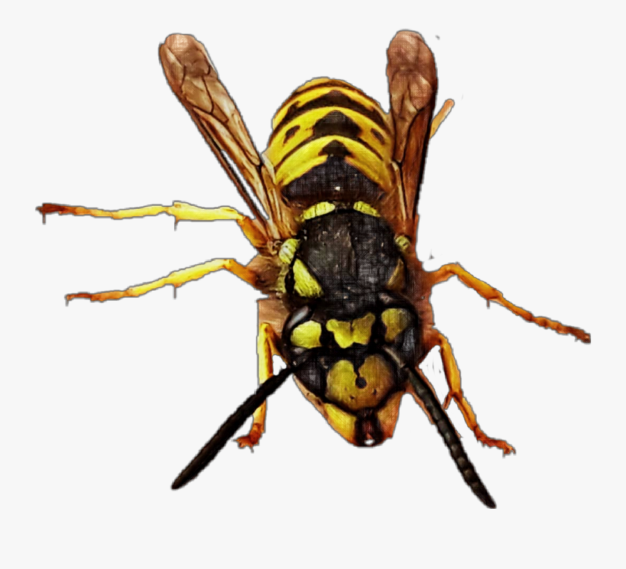 ##yellowjacket #queen #queenbee #bee #wasp #hornet - Hornet, Transparent Clipart