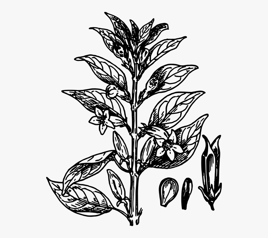 Biology, Plant, Flower, Leaves, Botany, Seeds - Black And White Plant Clip Art, Transparent Clipart