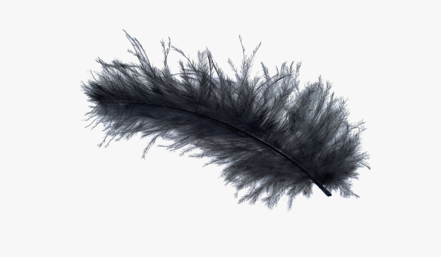 Bird Light Feather Stock - Black Feather White Background, Transparent Clipart