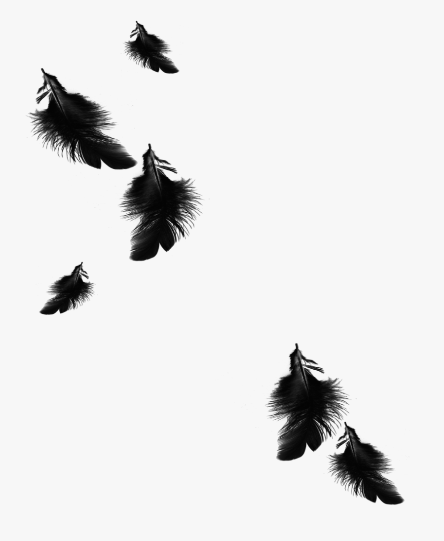 #mq #black #feather #feathers #floating #falling - Transparent Falling Black Feather, Transparent Clipart
