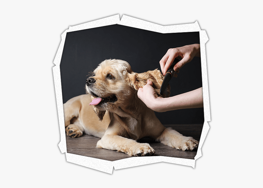 Transparent Dog Bath Png - Dog Grooming, Transparent Clipart