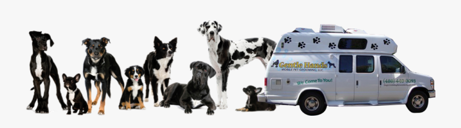 Cage Free Grooming With Eco-friendly Products By Akc - Line Up Of Dogs, Transparent Clipart