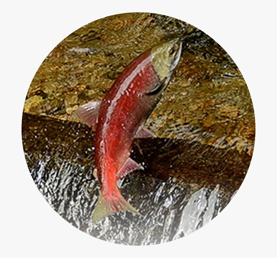 Salmon - Trout, Transparent Clipart