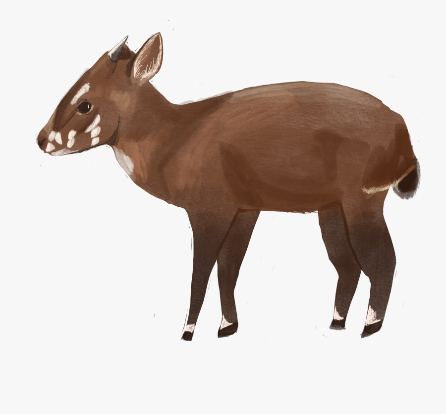 Roe Deer, Transparent Clipart