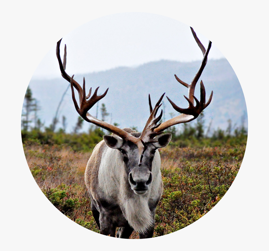 Caribou - Canadian Wildlife, Transparent Clipart