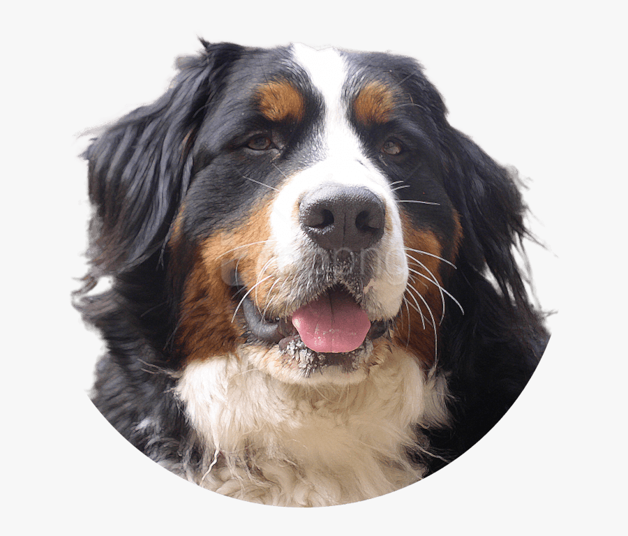 Free Images Toppng - Bernese Mountain Dog Transparent Background, Transparent Clipart