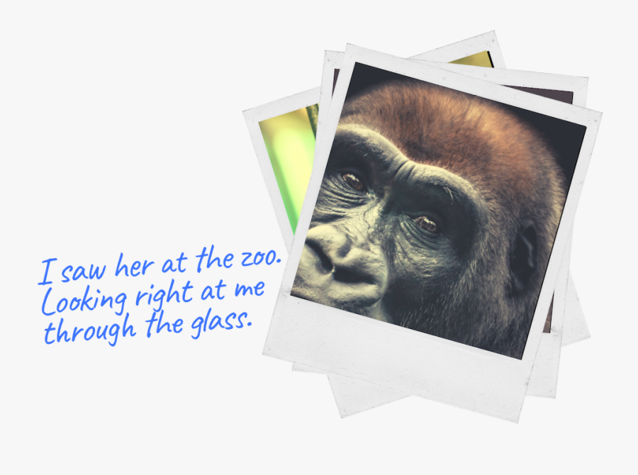 Transparent Gorilla Png - Monkey, Transparent Clipart