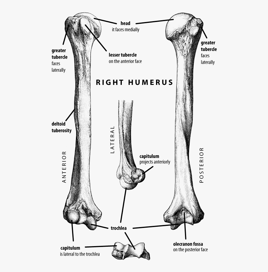 Clip Art Humerus John Hawks Weblog - Left And Right Humerus Bone, Transparent Clipart