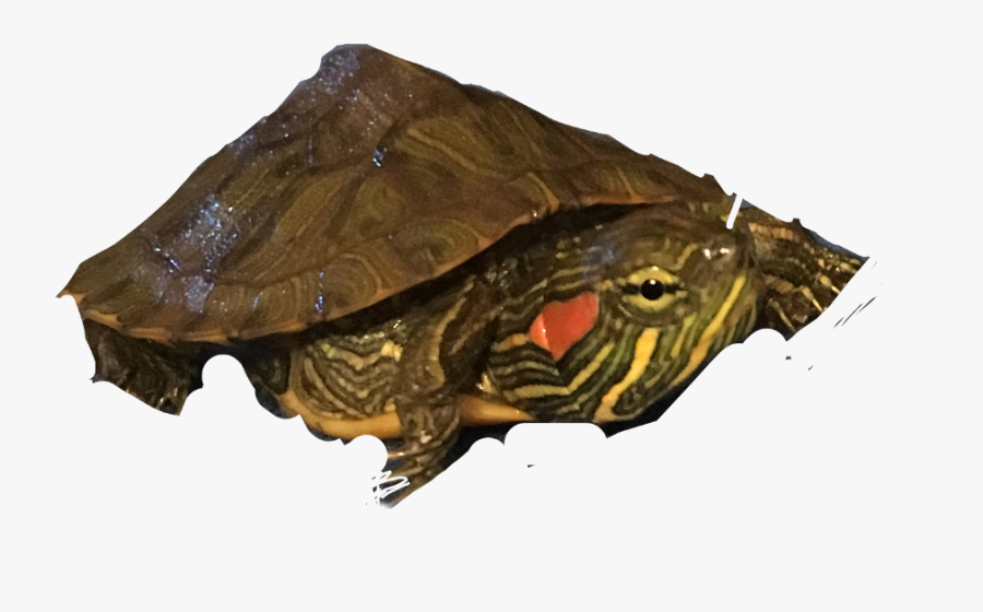Transparent Stuart Little Clipart - Painted Turtle, Transparent Clipart