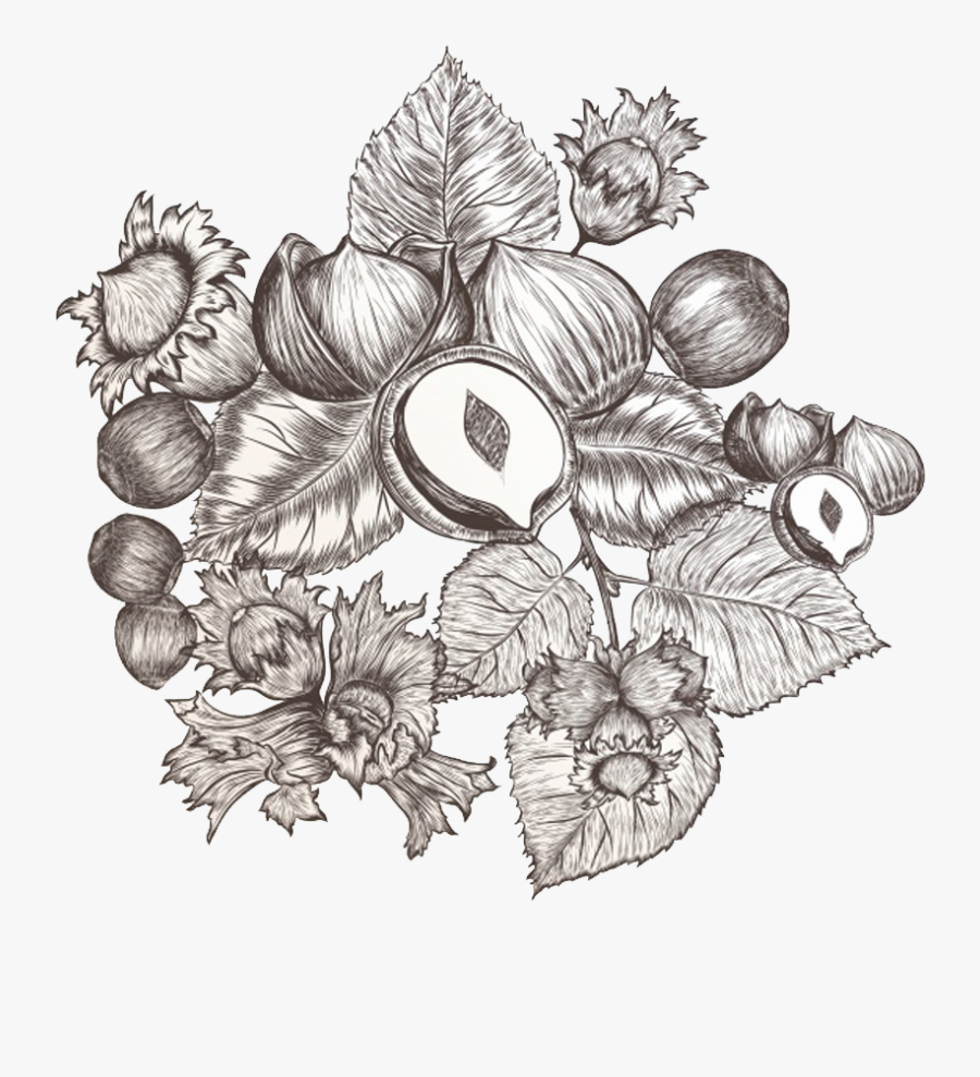 Nut Clipart Pecan Nut - Vector Graphics, Transparent Clipart