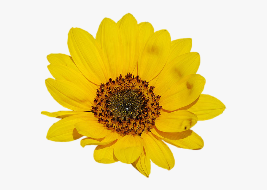 Transparent Sunflowers Clipart - Girasol Sin Fondo, Transparent Clipart