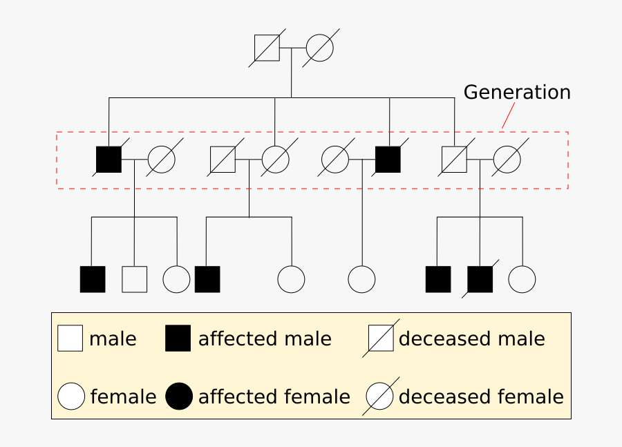 Transparent Pedigree Logo Png - Example Of A Pedigree Chart, Transparent Clipart