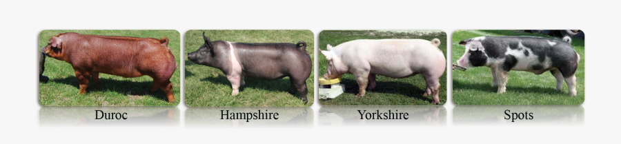 Drawn Pig Yorkshire Pig - Duroc Hampshire Pig, Transparent Clipart