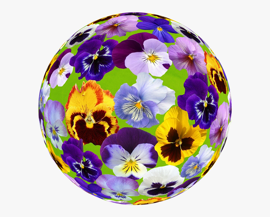 Spring, Pansy, Blossom, Bloom, Plant - Pansy, Transparent Clipart