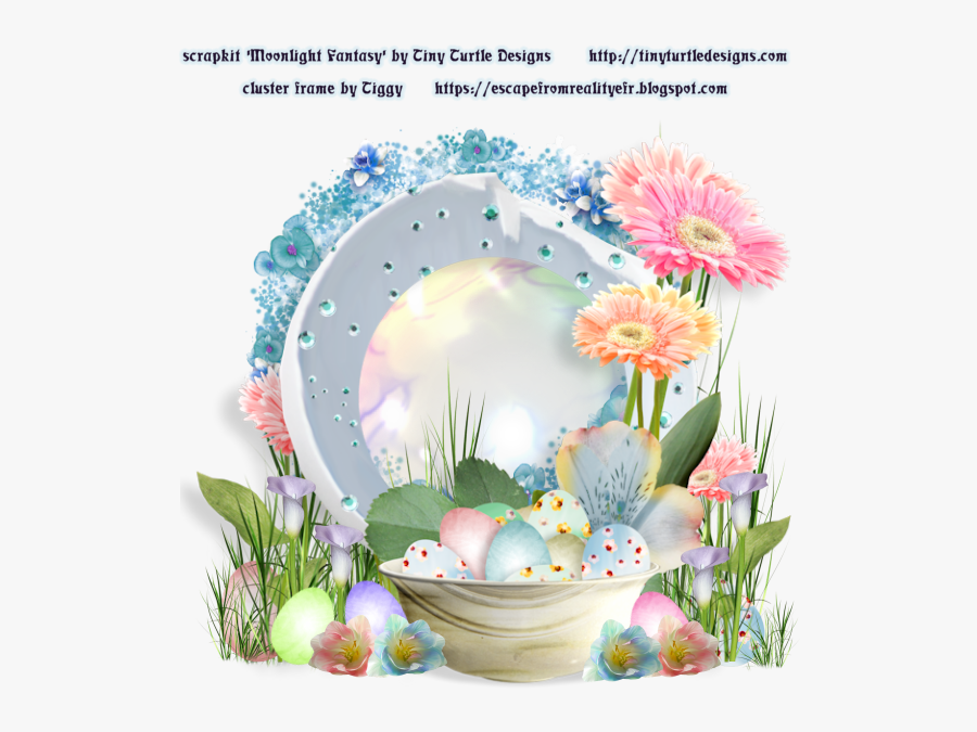 Barberton Daisy, Transparent Clipart