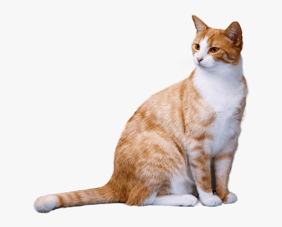 Transparent Orange Tabby Cat Clipart - Transparent Background Cat Png, Transparent Clipart