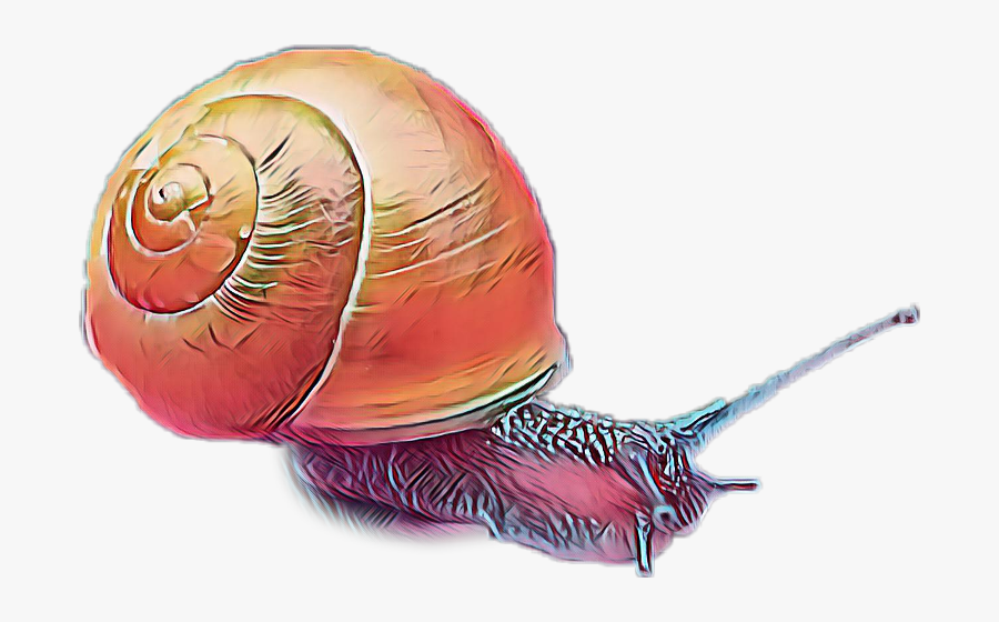 Snail Freetoedit - Lymnaeidae, Transparent Clipart