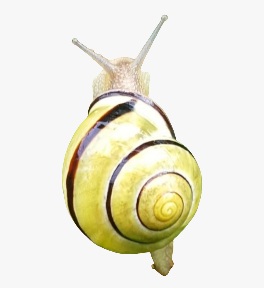 Snail Snails Snailshell Remixed Terrieasterly Freetoedit - Lymnaeidae, Transparent Clipart