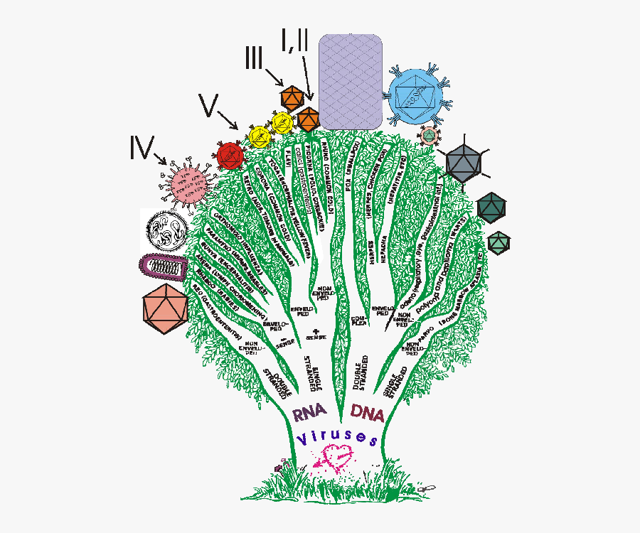 Classification Of Viruses, Transparent Clipart