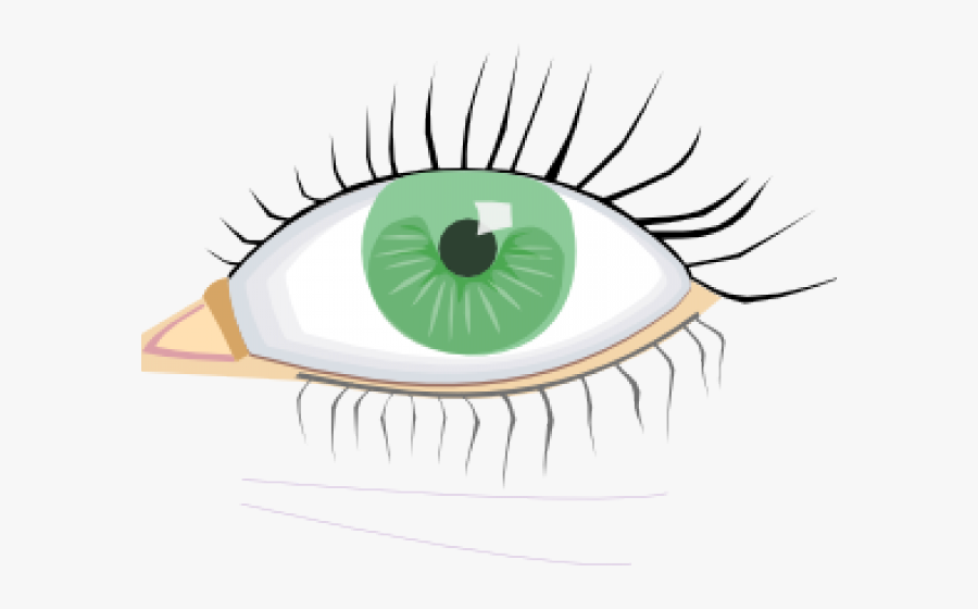 Eyelash Clipart Ojo - Green Eye Color Clipart, Transparent Clipart