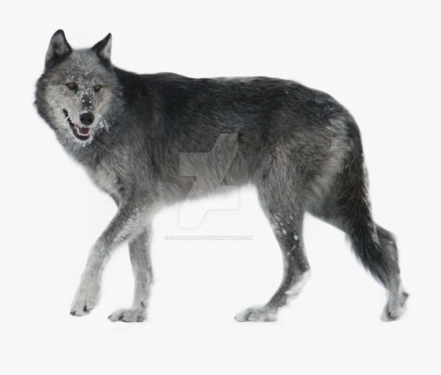 Wolf Png Gayaliberty Deviantart - Grey Wolf Png, Transparent Clipart