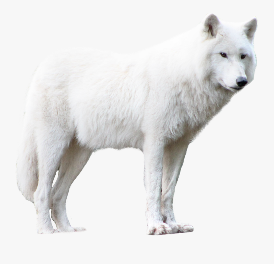 Wolf Png Transparent Image Pngpix - Png Transparent Wolf Png, Transparent Clipart