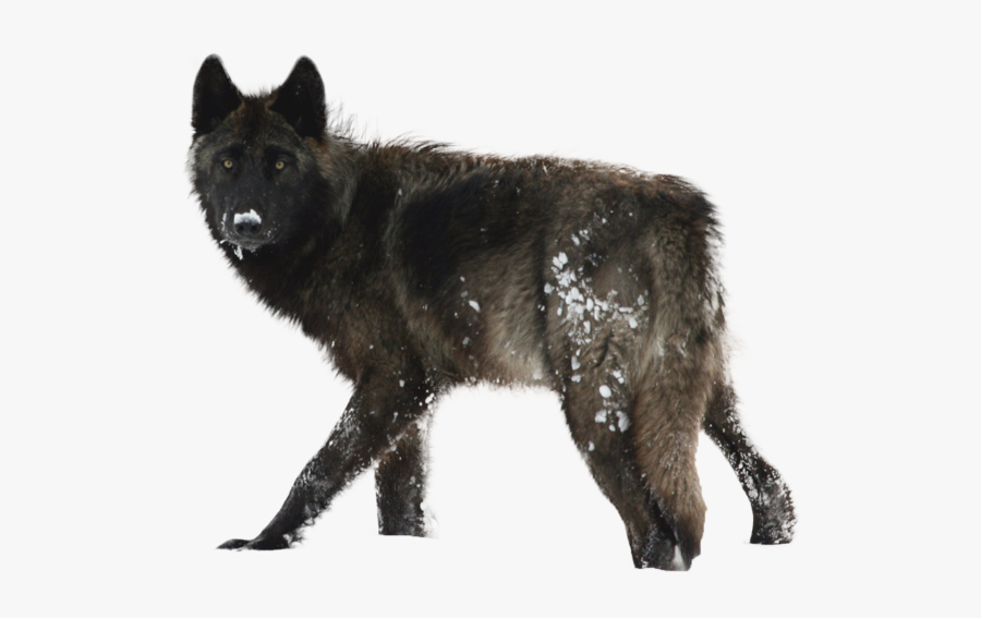 Wolf, Gayaliberty Giusy Deviantart - Lamar Valley Wolves, Transparent Clipart