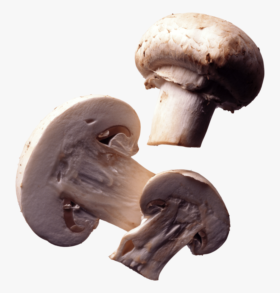 Transparent Toadstools Clipart - Mushrooms Transparent, Transparent Clipart