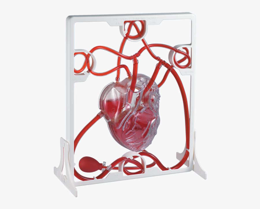 Pumping Heart Model Diy, Transparent Clipart