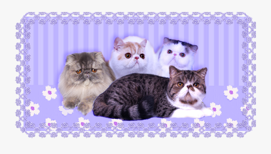 Clip Art Persian Munchkin - Domestic Short-haired Cat, Transparent Clipart