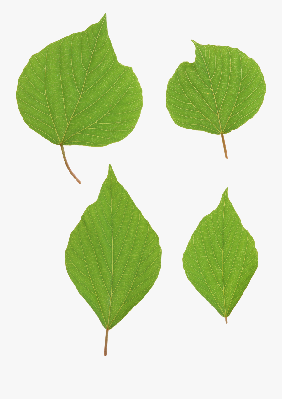 Portable Network Graphics, Transparent Clipart