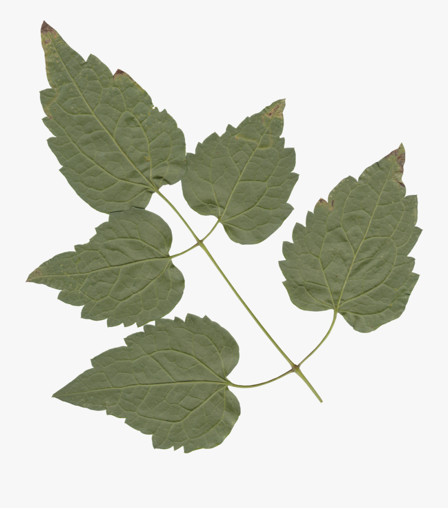 Transparent Leaves - American Aspen, Transparent Clipart