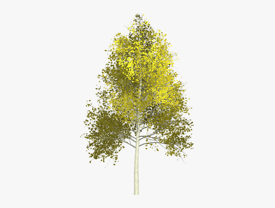Aspen Tree White Background, Transparent Clipart