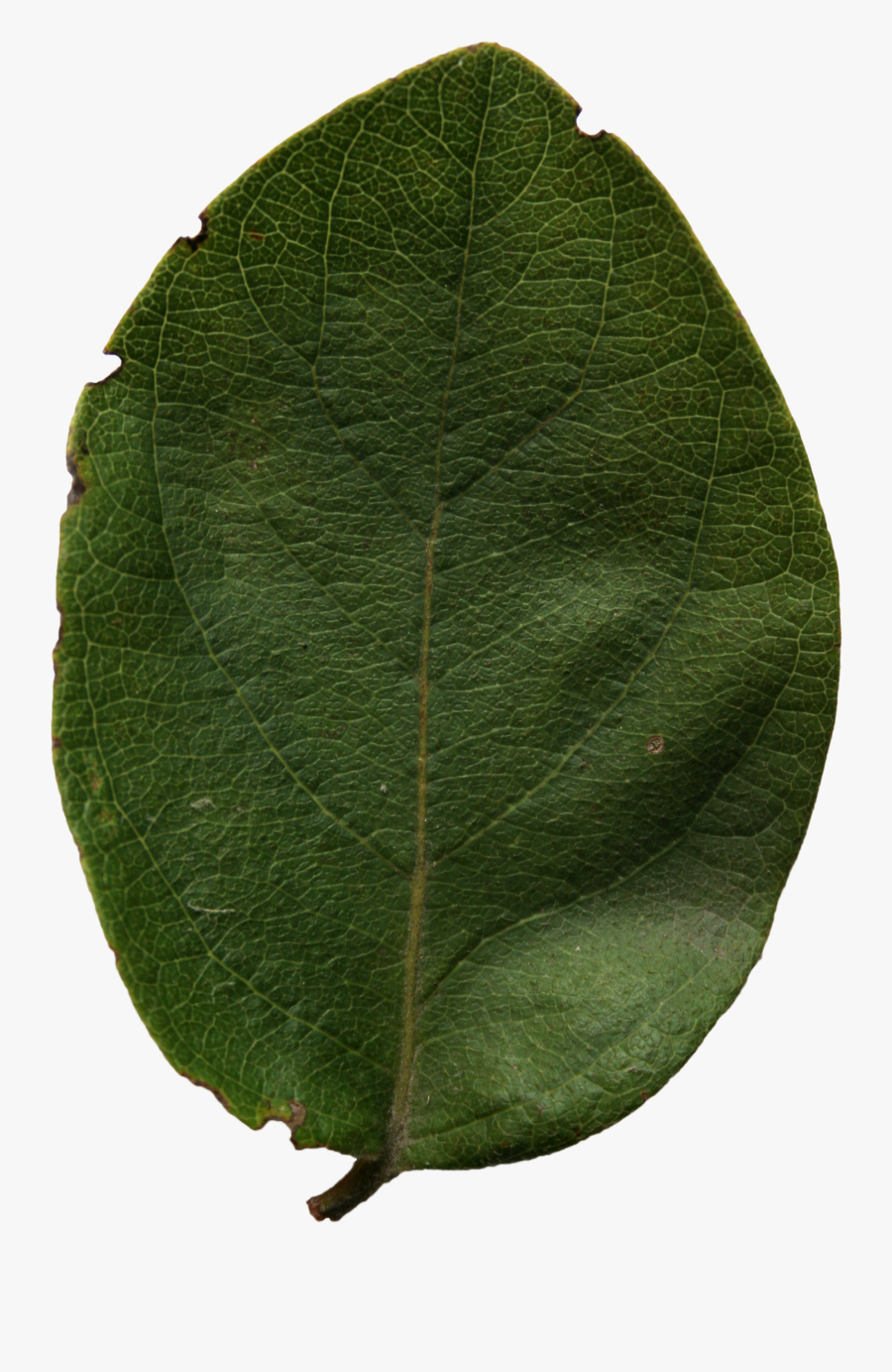 Transparent Aspen Tree Png - American Aspen, Transparent Clipart