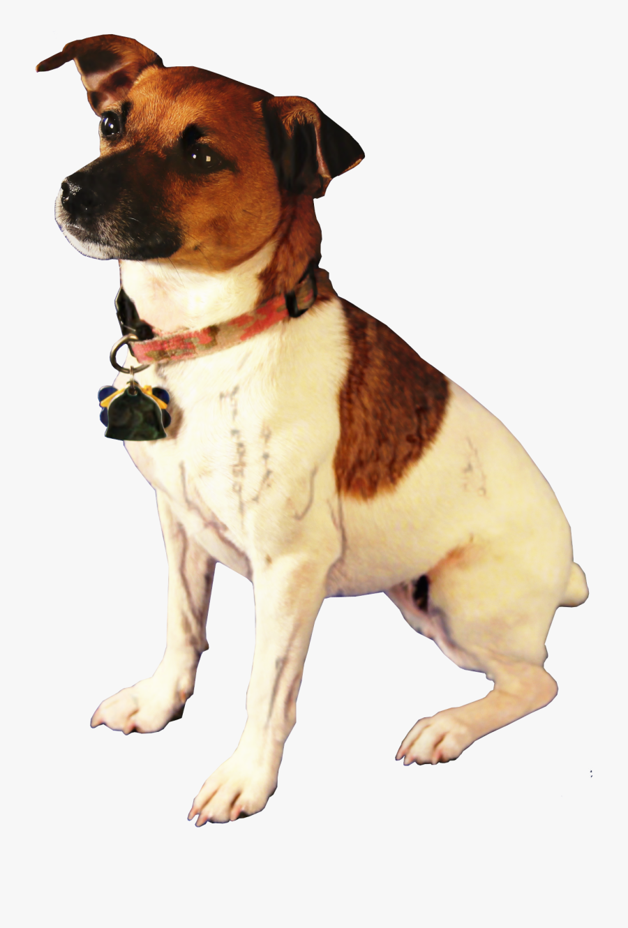 Jack Russell Terrier Parson Russell Terrier Rat Terrier - Terrier, Transparent Clipart