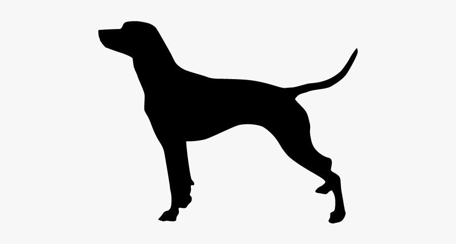 Rat Terrier Smooth Fox Terrier Scottish